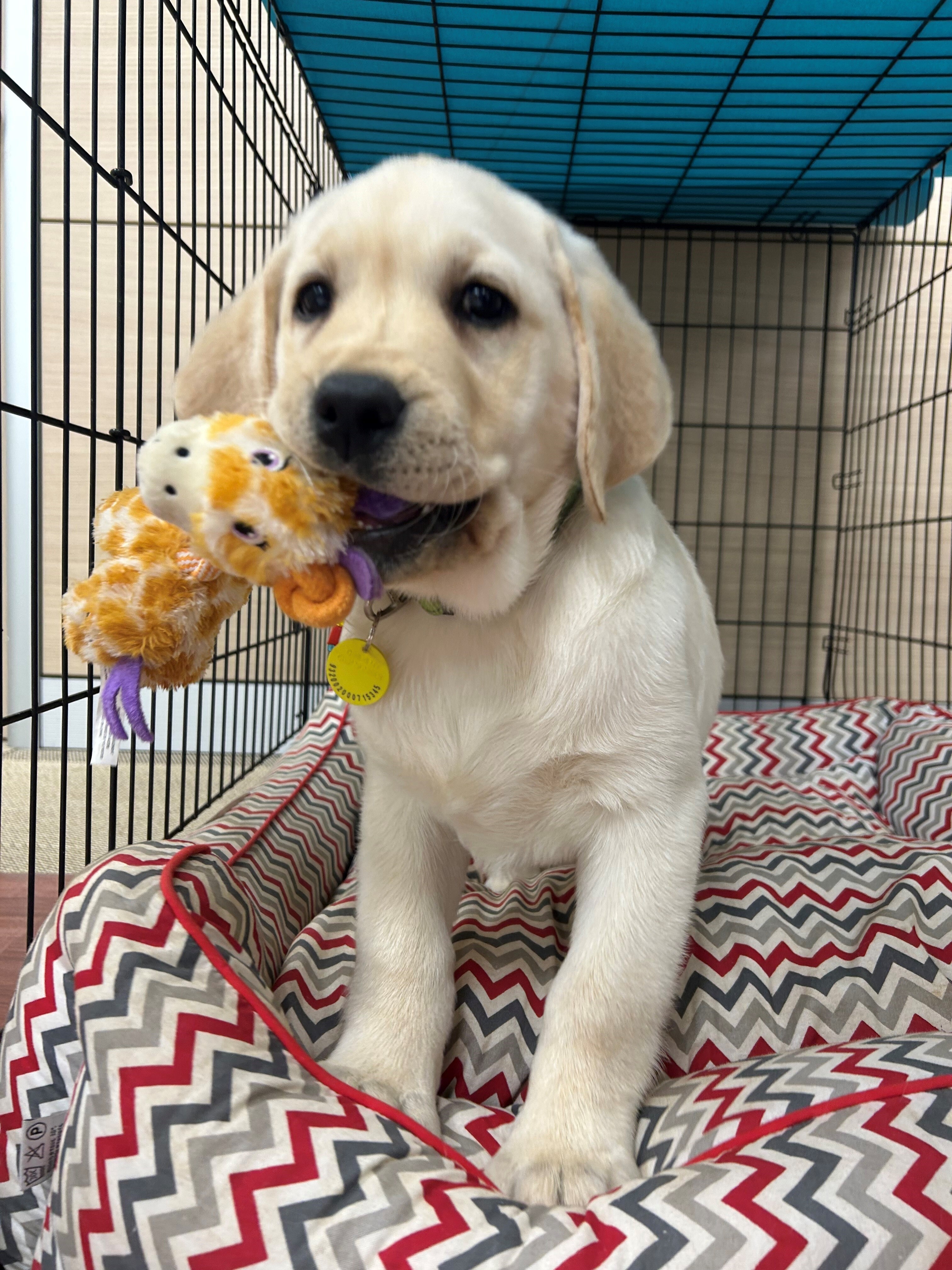 Έθελ Guide Dog to Be